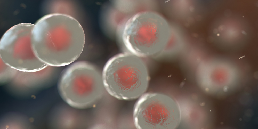 A cluster of stem cells